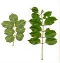 jelly plum, cat thorn, morula, cider tree, marula, maroola nut/plum